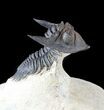Metacanthina (Asteropyge) Trilobite - Lghaft #57779-5